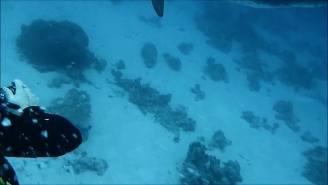 Diving with dolphins in Marsa Alam Fayrouz house reef on Apollo scooters