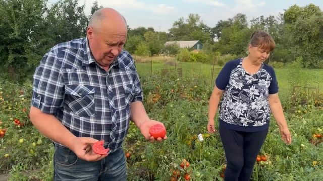 Врожай недоглянутих томатів у відкритому ґрунті