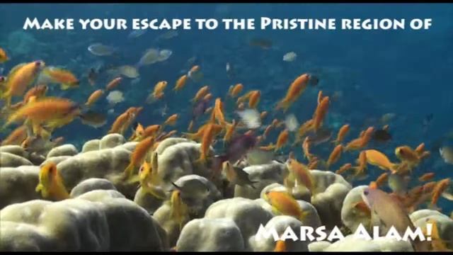 Support Egypt with Oonasdivers & Red Sea Diving Safari