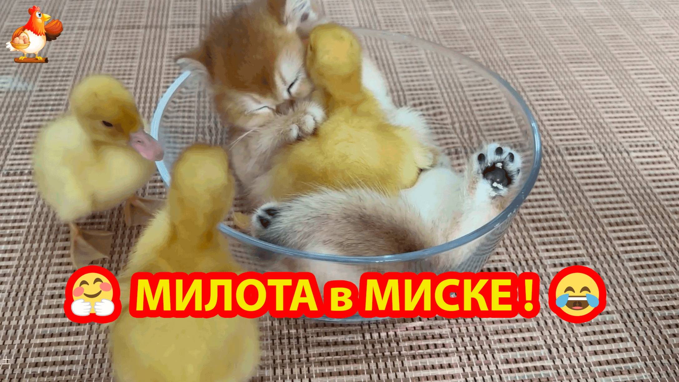 Милота в миске ❣️🤗😂