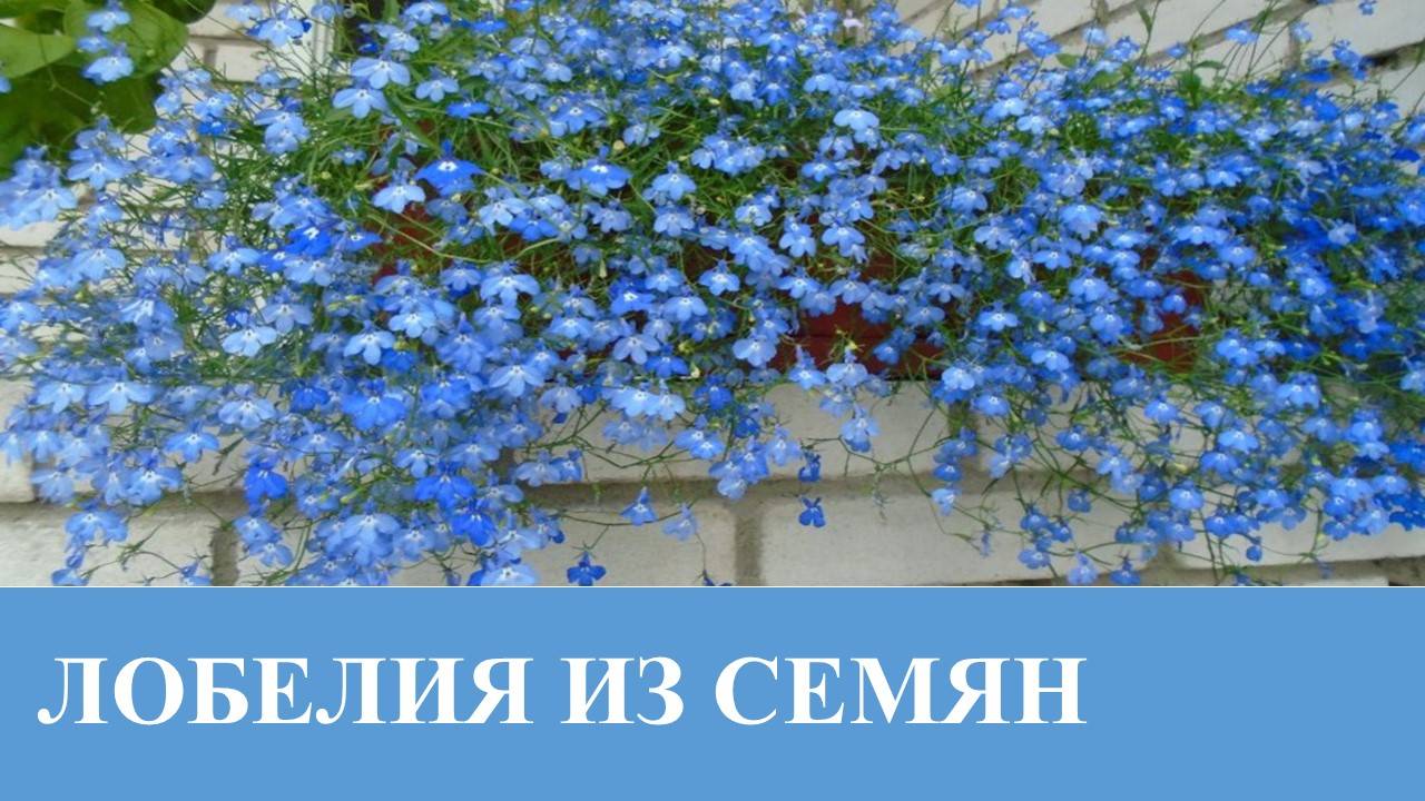 Лобелия из семян