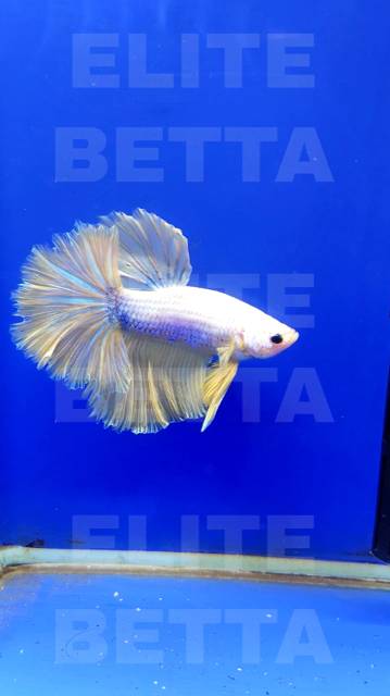 Рыбка Петушок Лимонный самец