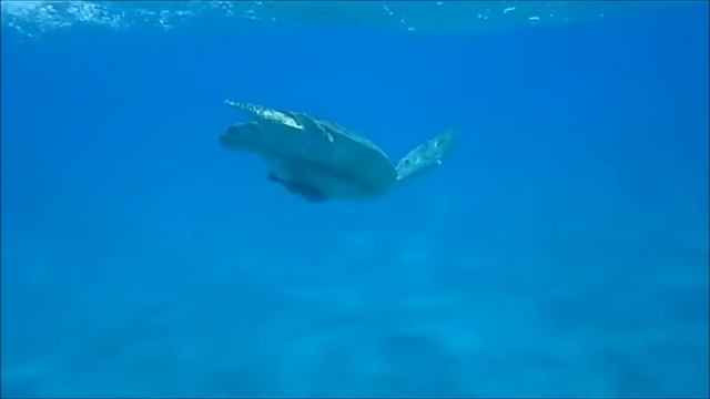 Mar rosso Marsa Alam