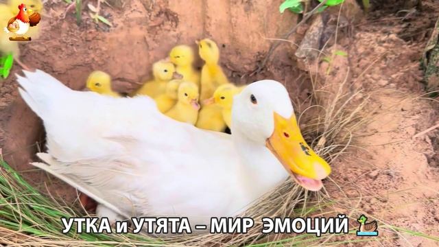 Утка и Утята – мир нежных эмоций 🦆🤗❣️часть (14)