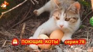 Крутые коты у птичьего двора серия 78 🐈🐈⬛😹 Природа Абхазии и подворье с птицами и животными ❣️