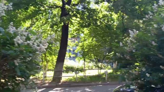 Сирень на ветру.