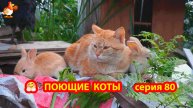 Крутые коты у птичьего двора серия 80 🐈🐈⬛😹 Природа Абхазии и подворье с птицами и животными ❣️