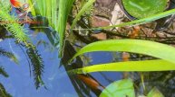 My 50 Gallon Norlog Raised Garden Pond & comet goldfish.(83)