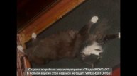 Кузяша |Самый милый котик