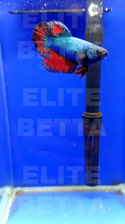 Рыбка Петушок Биколор самка