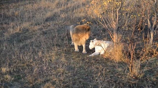 Ирина Вронская: Очень громко лев поёт 😊🦁