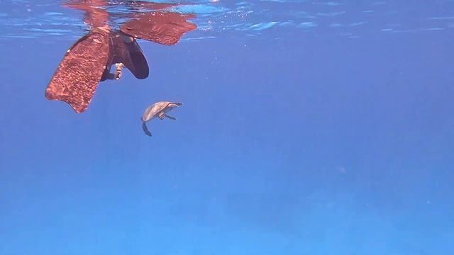 Marsa Alam 4K