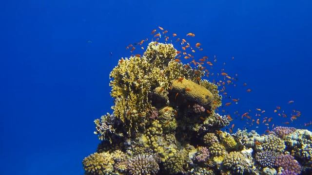 4k: Snorkeling at the Three Corners Sea Beach Resort at Coraya Beach Marsa Alam Porth Ghalib, Egypt