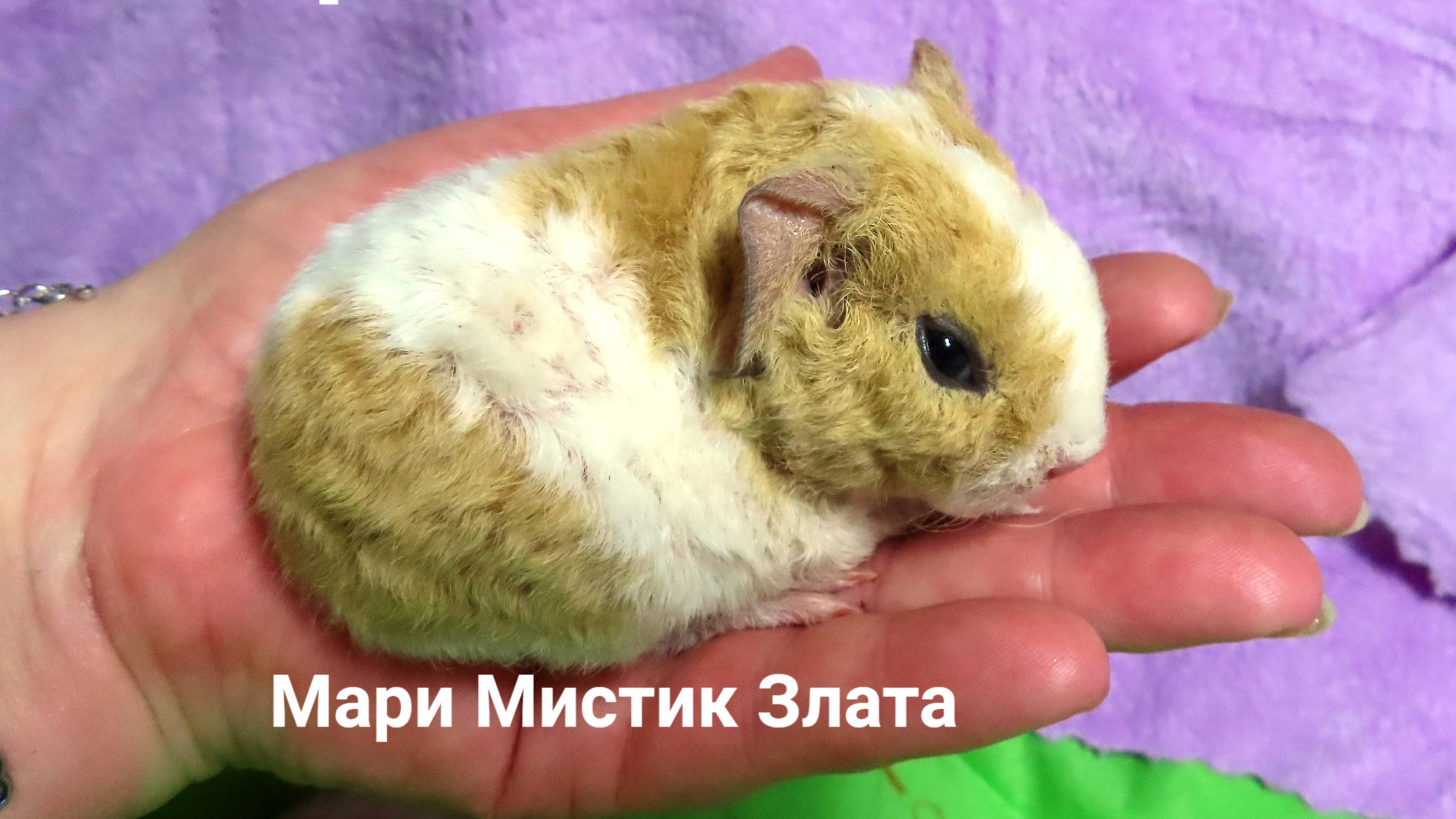 ТОТОРО ВУОКСА роды от Марселя 04.02.25 Злата 111 гр, Золтан 117 гр #морскаясвинка #американскийтедди