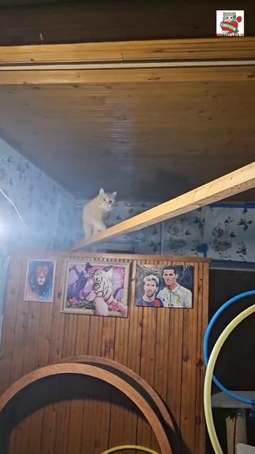 Совместная тренировка Рыжика Настюни и Вербуси ❤️💪🐈🐈🐈