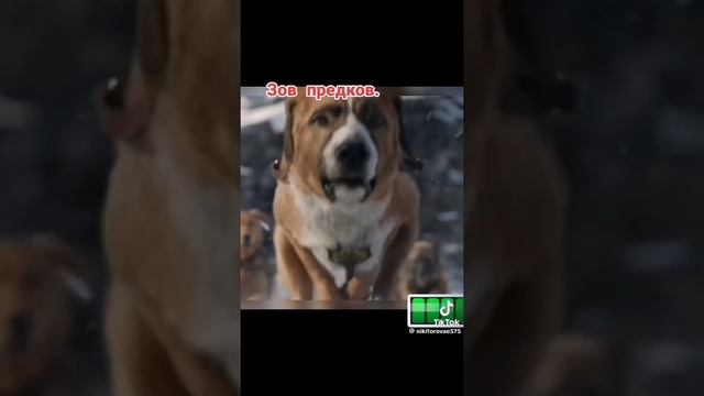 На кобеля вся надёжа! Решают доли секунд! Летим всей Планетой в пропасть! Куда грести не знает никто