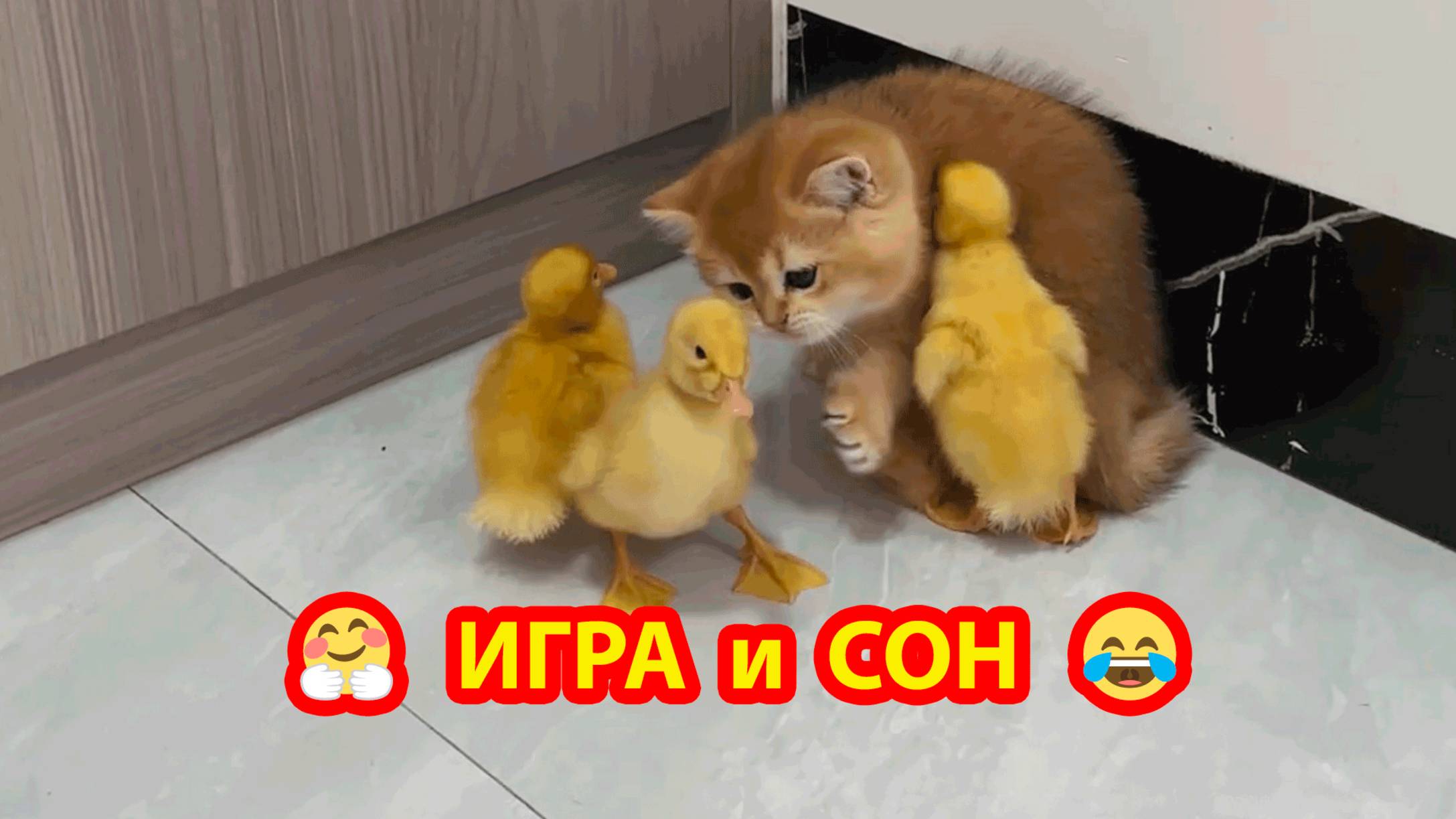 Котенок и три Утенка поиграли и улеглись спать ❣️😂🤗 Милые пушистики 😍