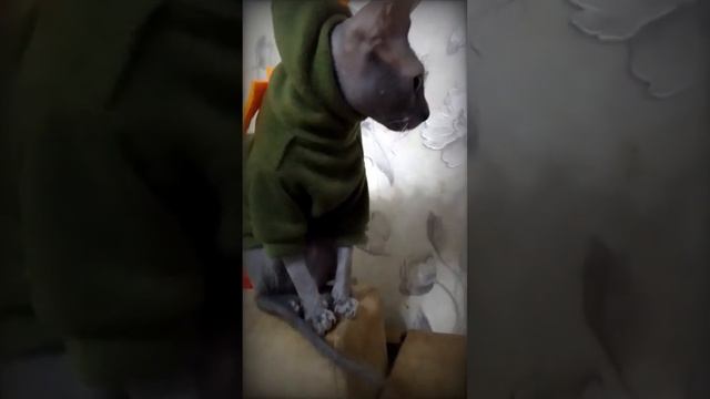 Он мечтал стать Драконом/He dreamed of becoming a Dragon/ #animals #cat #sphynx