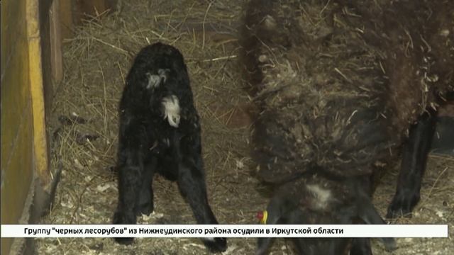 В Иркутском зоосаде ищут кличку для нового жителя — ягненка курдючной породы