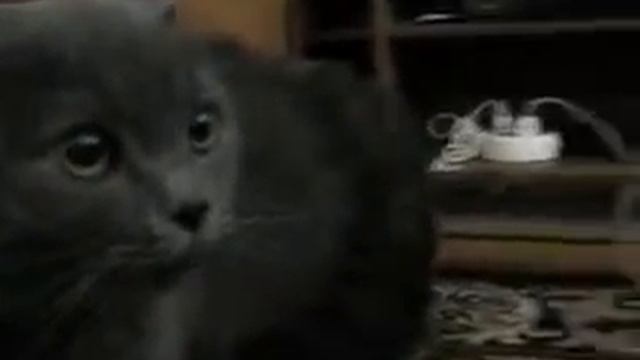 Кот ругается на моего парня