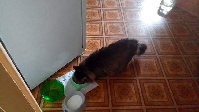 Кот Марс. 3 ужин. Вечно голодный.