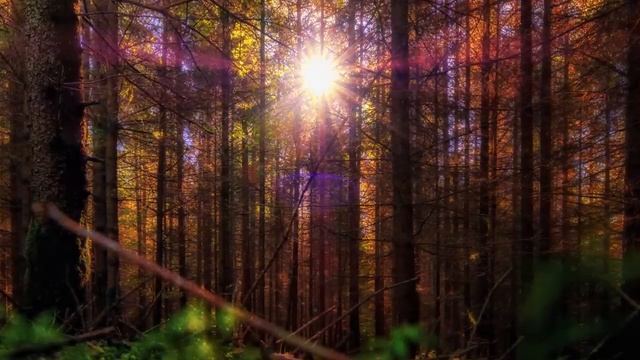 Peaceful Music, Relaxing Celtic Music, Instrumental Music, Forest Light' By Tim