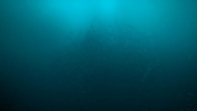 Mosasaurus hunting Tuarangisaurus - [Prehistoric Planet] season 2