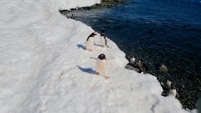 De ce NIMENI nu poate explora Antarctica