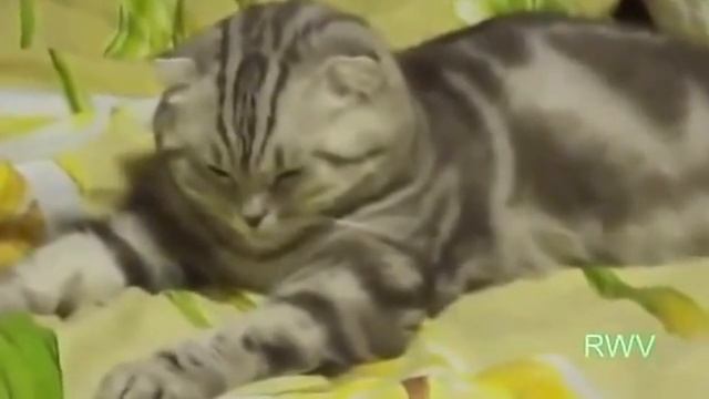 Лучшие Видео ролики со всего мира