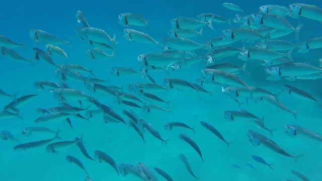 Shoal of mackerel in Marsa Alam