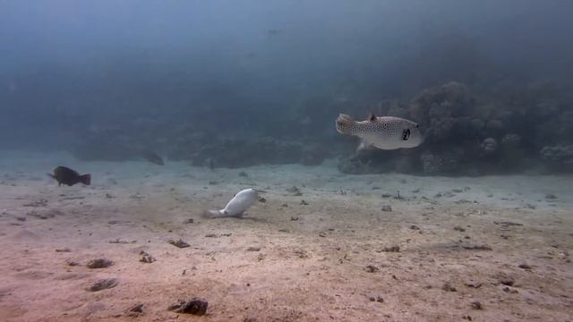 Diving Egypt - Marsa Alam 2015