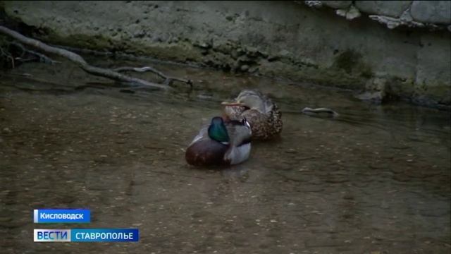 Кисловодский парк стал самым посещаемым в России