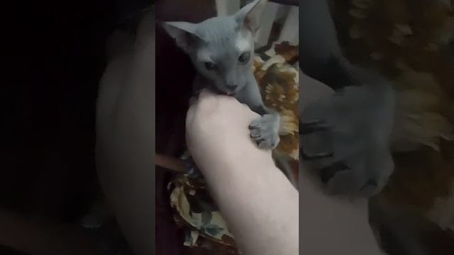 Кусь-кусь руку/Bite-bite my hand#animals #cats #sphynx