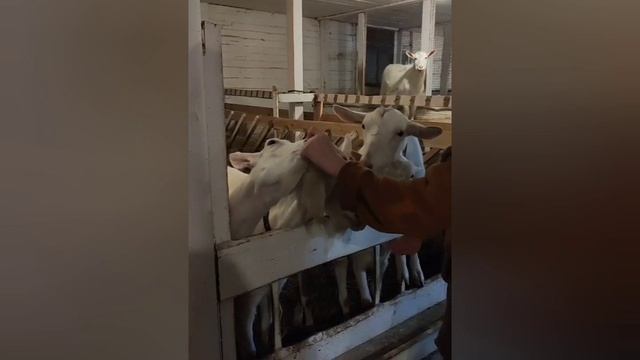 Коза и капуста. 1 серия.