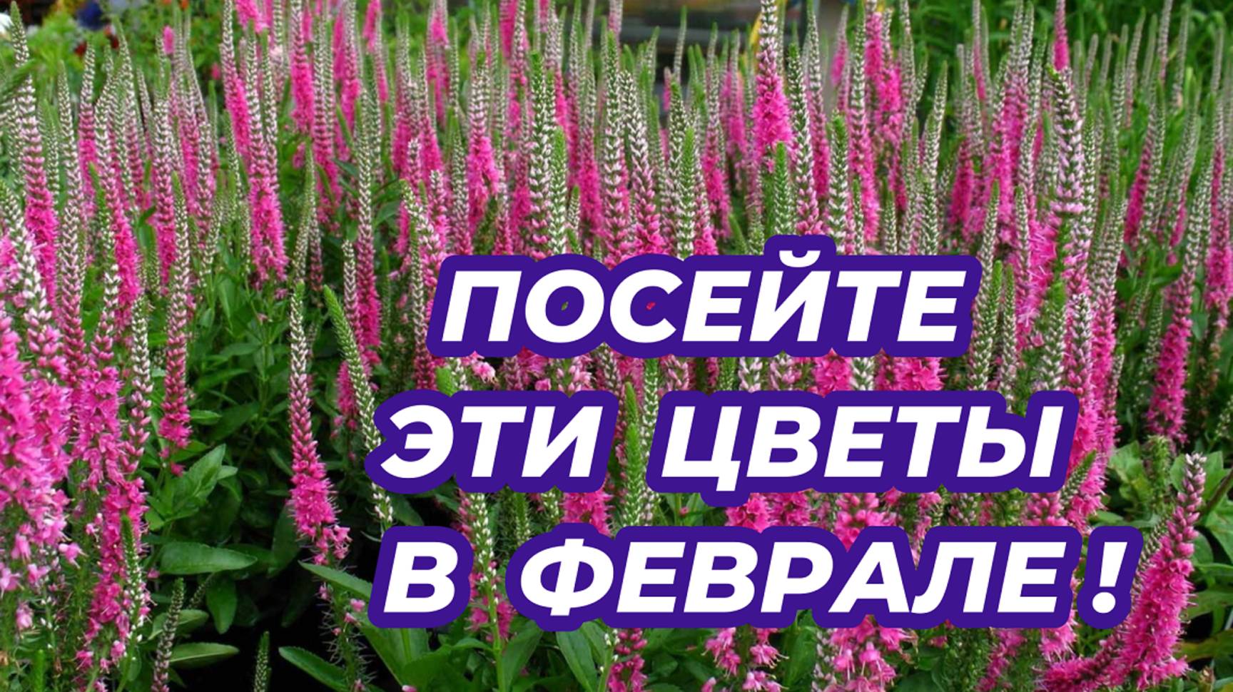 Что посеять в феврале? Посейте эти красивые многолетники, которые украсят ваши цветники и клумбы!