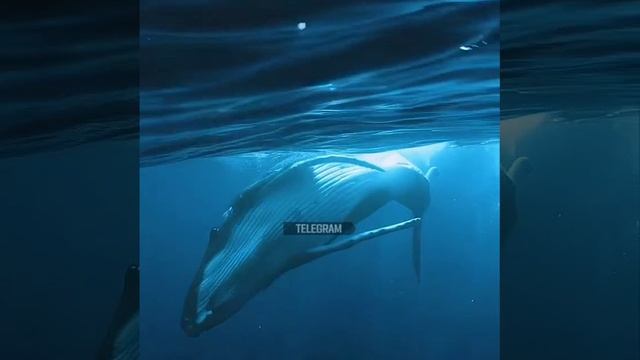 VID-20250204-WA0032