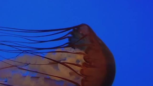 Danza Della Medusa (Dance of the Jellyfish)