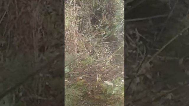 УЖАС В СЕМЕЕ. Казахстан ВКО ул.2  Аккульская14М