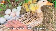 Утка и Утята – мир нежных эмоций 🦆🤗❣️часть (6)
