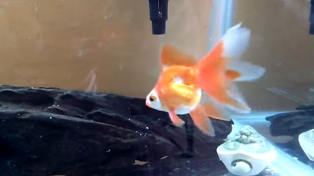 Ryukin and Oranda's 03/14/2014