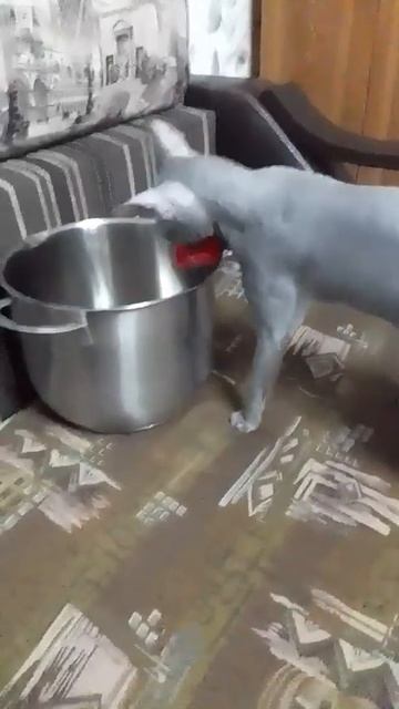 What did the thief steal?  Write/Что стащил воришка? Напиши#cats #animals #sphynx #shorts