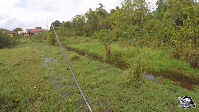 Memancing Haruan Kat Spot Banjir /Snahead Fishing (Lowifar Soft Frog/Shimano Stradic/Shimano Panzar