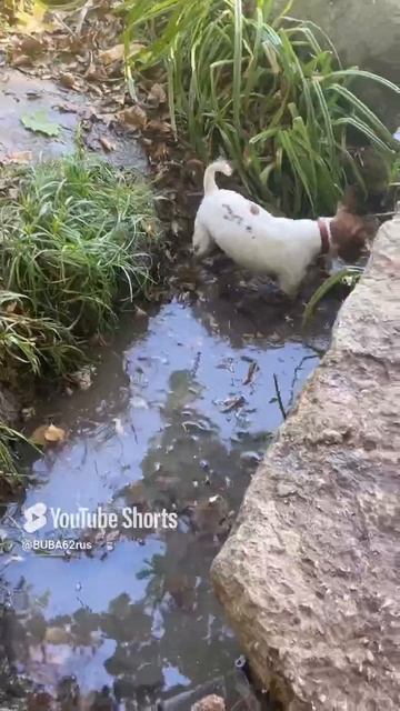 Везде грязь найдет🐽