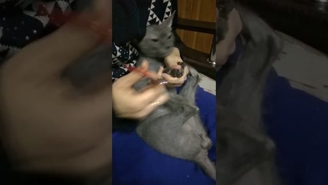 Ферхатик и маникюр! / Ferhat cat and manicure! #cats #sphynx #animals