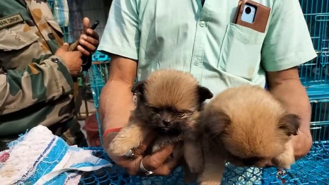 Galiff Street Pet Market Kolkata | dog market in kolkata | Dog Price | Gallif street kolkata | Dogs