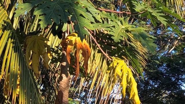Aye by Alain Apaloo and Mariane Bitran. Meditation music and nature Short version
