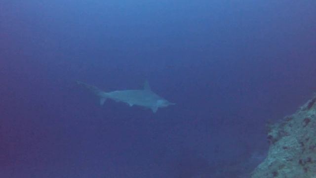Hammerhead At Marsa Shagra House Reef!