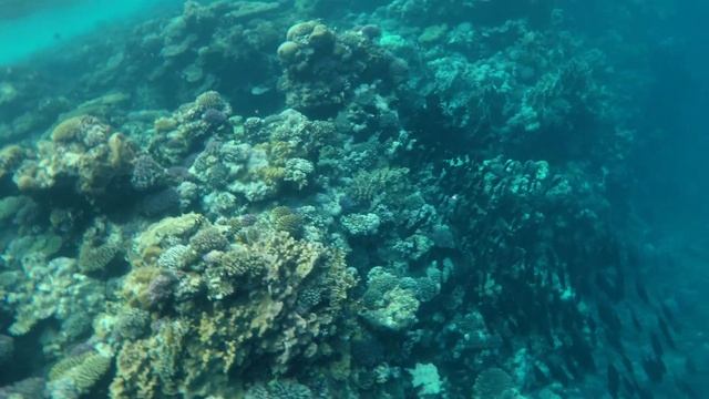 Marsa Alam Novotel Hotel April 2017 snorkeling and leisure