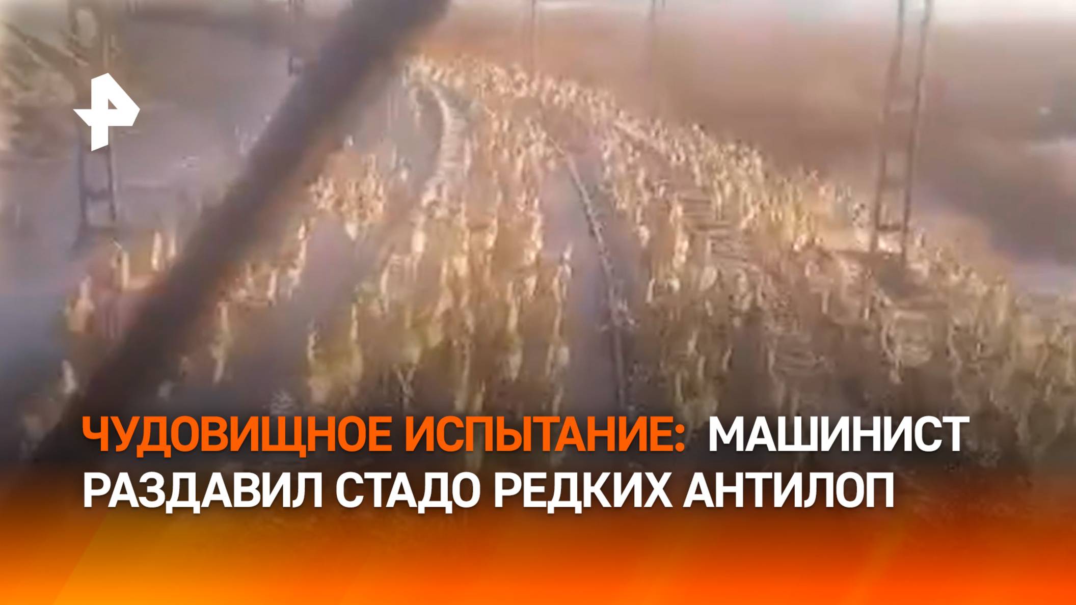 "Сколько штук ***?!": хоррор-"квест" для машиниста. Поезд протаранил стадо краснокнижных антилоп