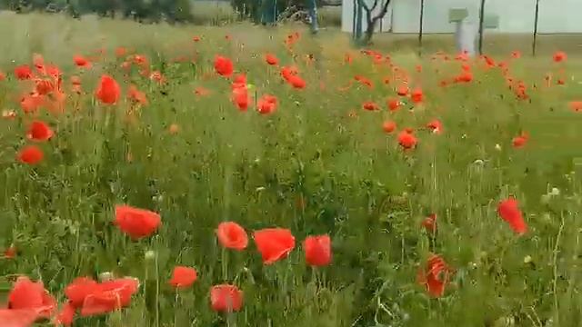 Маки. На эту красоту можно смотреть бесконечно.